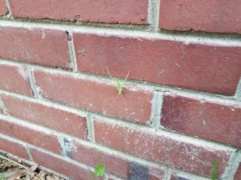 Large green insect on red brick masonry wall Stock Photos