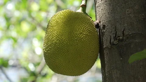 Large green jackfruit hanging from a tree trunk. Stock Footage 336446868