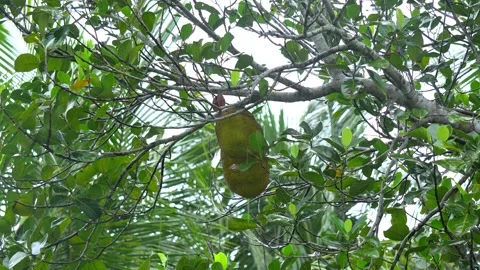 Large Green Jackfruit Hanging on Tree Branch in Tropical Garden. Stock Footage 338030366