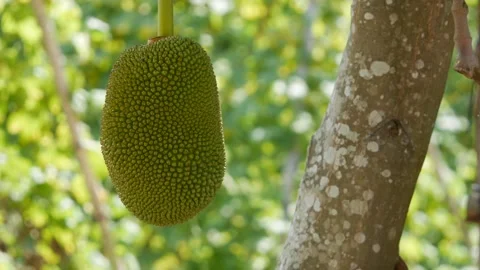 Large green jackfruit hanging from a tree in a tropical garden with blurred gree Vídeo Stock 341863800