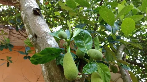 Large green jackfruit hangs from a tree branch Stock Footage 332583421