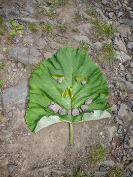 Large green leaf arranged on the ground to resemble a human face Stock Photos