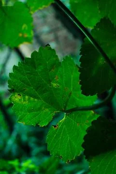 Large green leaf on the background of the house Foto stock