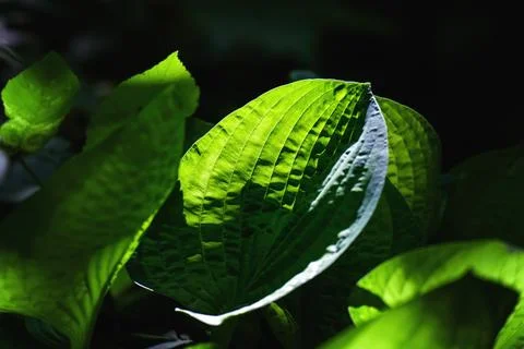 Large green leaf backlit in a park, captured in dark moody tones with dramati Stock Photos