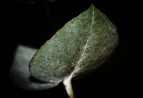 Large green leaf on black background Stock Photos