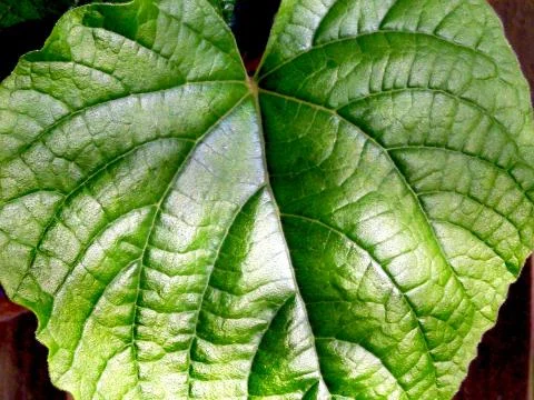 Large Green Leaf Close Up Stock Photos