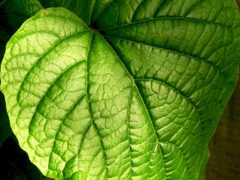 Large Green Leaf Close Up Stock Photos