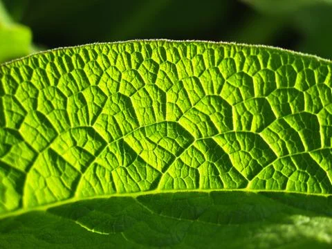 Large green leaf close up Stock Photos