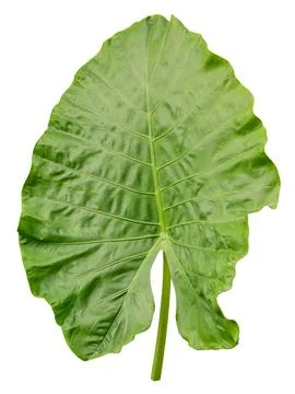 Large green leaf displayed on white background, showing clear structure and d Stock Photos