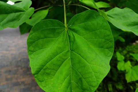 A large green leaf of an exotic tree planted in a home garden Stock Photos