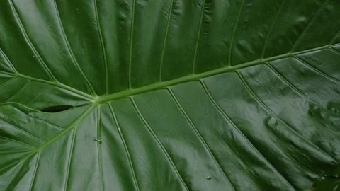 A large green leaf in a forest, in Vietnam Stock Footage 232411769