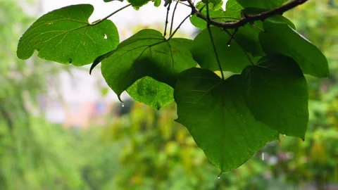 Large green leaf getting wet in the rain close-up Stock Footage 236898389