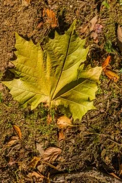 Large green leaf on ground. 写真素材