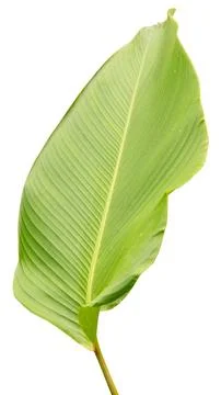 This large green leaf has a smooth texture and distinct veins. It is cut out  Stock Photos