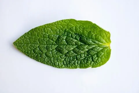 Large green leaf isolated on white background Stock Photos