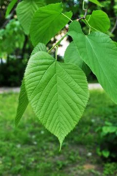 Large green leaf of a linden tree. Blurred background. Stock Photos