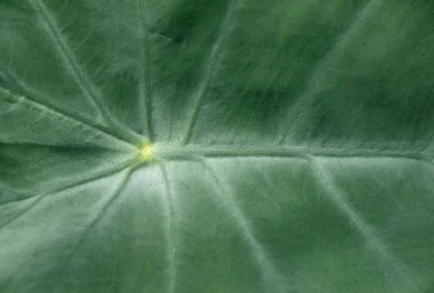 Large green leaf macro 写真素材