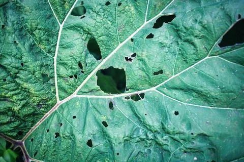 Large green leaf with multiple holes Stock Photos