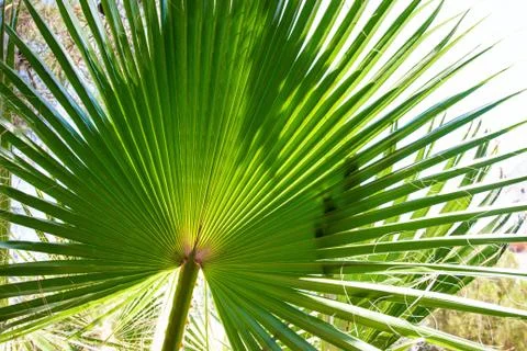 A large green leaf of a palm tree Stock-Fotos