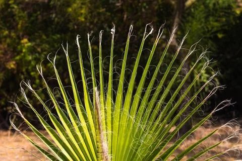 A large green leaf of a palm tree Foto stock