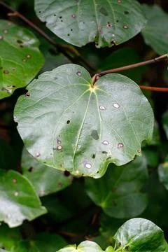 A large green leaf Stock Photos