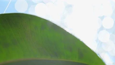 Large green leaf of a plant Stock Footage 195854450