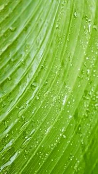 Large green leaf with rain drops Stock Photos