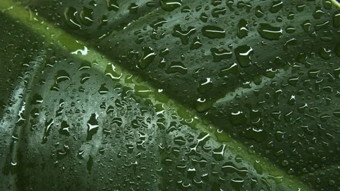 Large green leaf. Raindrops. Stock Footage 238826324