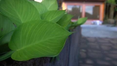 Large Green Leaf in Slow Motion Stock Footage 230148276
