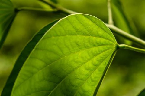 Large green leaf with sunlight shining on it Stock Photos