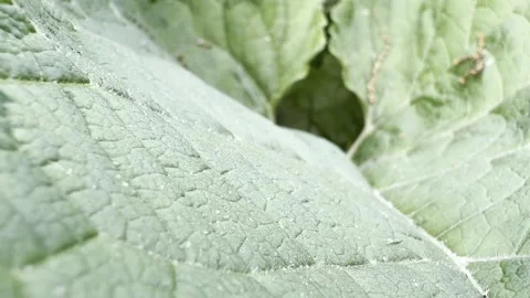 Large green leaf texture close up Vídeos de archivo 335540837