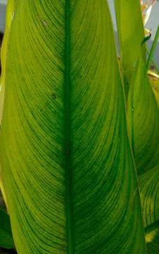 Large green leaf texture. suitable as a background. Foto stock