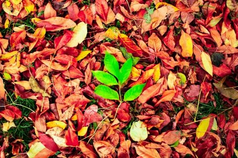A large green leaf of a tree among colorful and vibrant leaves in autumn time Foto stock