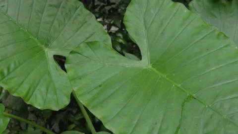 A large green leaf of a tropical plant in a forest, in Vietnam Stock Footage 232419262