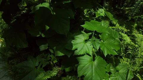 Large Green Leaf Tropical Plant 4K Video  Description (≤200 bytes) Stock Footage 317626795