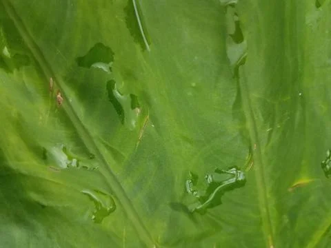 Large green leaf with water drops Stock Photos