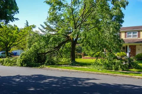 Large green leafed tree with a cracked broken limb resting on the ground Foto stock