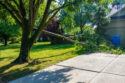 Large green leafed tree with a cracked broken limb resting on the ground Stock Photos