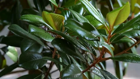 Large Green Leaves Blowing in Tree Branch Smooth SLOW MOTION 4K 24fps 10-bit Stock Footage 197095658