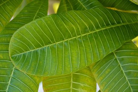 Large green leaves with deep texture close-up Stock Photos