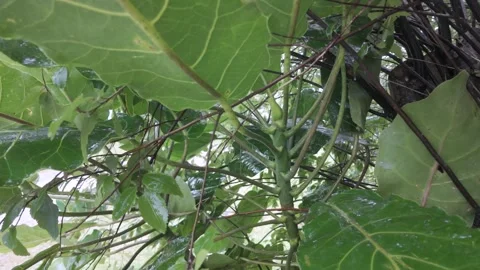 Large green leaves Stock Footage 328437208