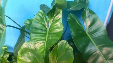 A large green leaves glow softly against a vivid blue wall. (1)A Stock Footage 337318186