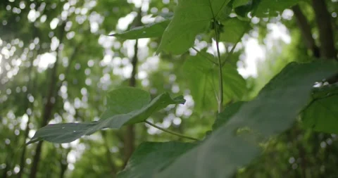 Large Green Leaves Glowing in Backlight, Summer Forest, Macro Close Up Stock Footage 340328156