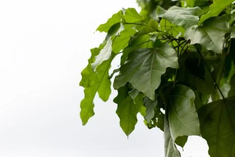 Large green leaves Stock Photos