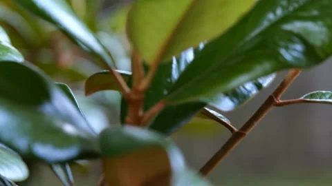 Large Green LEaves on Tree 4K 60fps 10-bit Stock Footage 197095610
