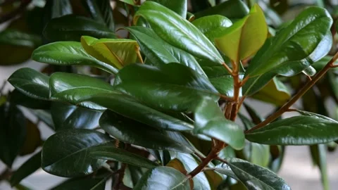 Large Green Leaves on Tree Branch in Wind Smooth SLOW MOTION 4K 24fps 10-bit Stock Footage 197096085