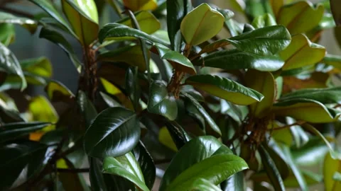 Large Green Leaves on Tree Branch Swaying in Wind Smooth SLOW MOTION 4K 24fp Stock Footage 197096111