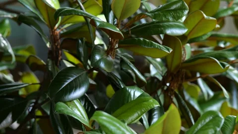 Large Green Leaves on Tree in Breeze 4K 60fps 10-bit Stock Footage 197096439