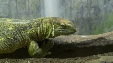 Large green lizard Varanus exanthematicus resting on a tree branch inside a Video stock 321815112
