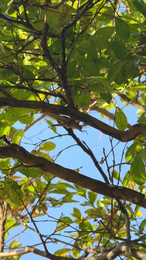 Large green locust crawling along a tree branch toward fresh leaves in Stock Footage 314004645